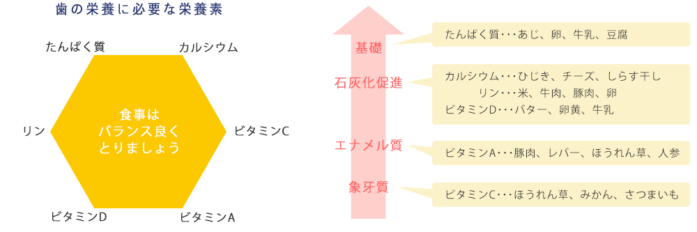 歯の栄養に必要な栄養素