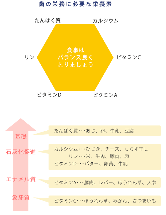 歯の栄養に必要な栄養素